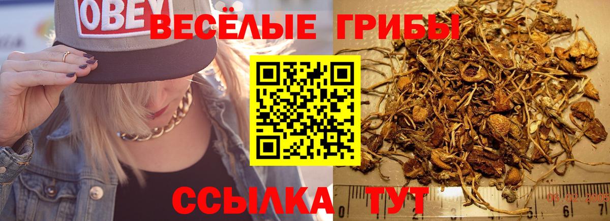 Артём  Псилоцибиновые грибы Cubensis  Вход с VPN 